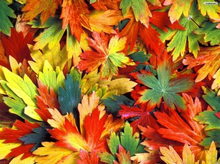 Colorful autumn leaves