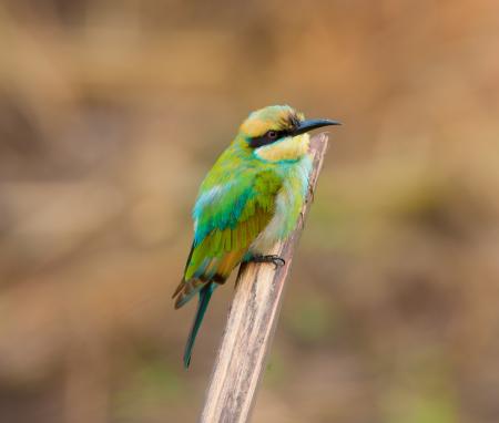 Colorful Bird