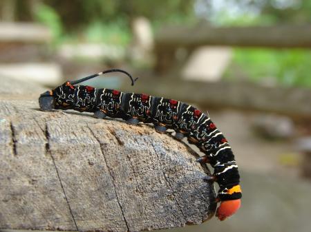 Colorful Caterpillar