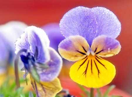 Colorful Flower