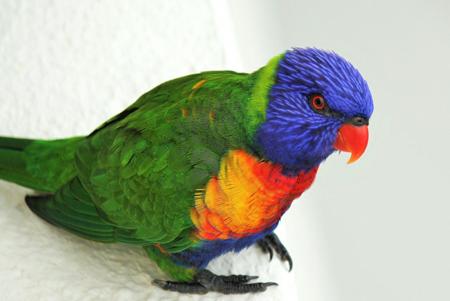 Colorful Lorikeet