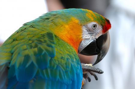 Colorful Macaw