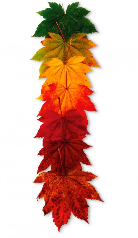 Colors of Leaves