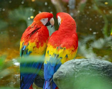 Red Parrot bird