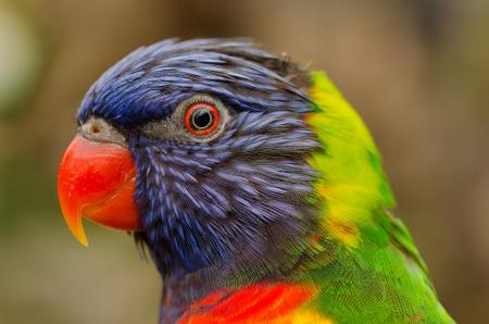 Colorful Parrot