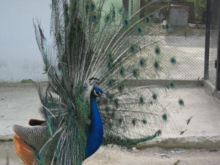 Colorful peacock