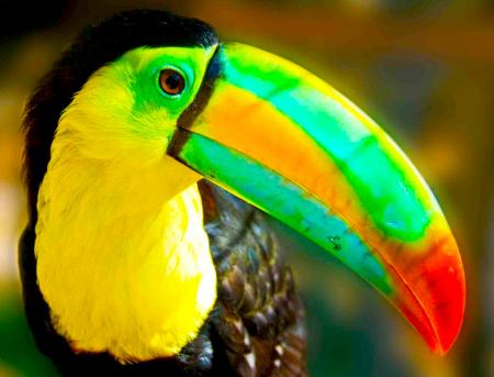 Colorful Toucan