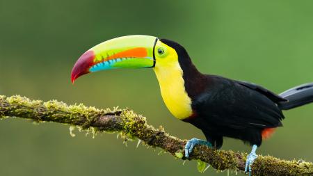 Toucan