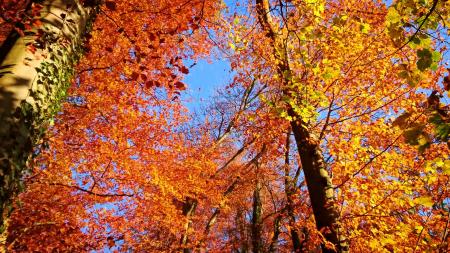 Colors of Autumn