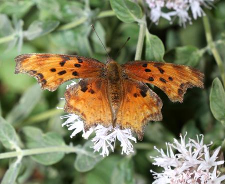 COMMA, HOARY (Polygonia gracilis) (8-9-2017) placer co, ca (3)