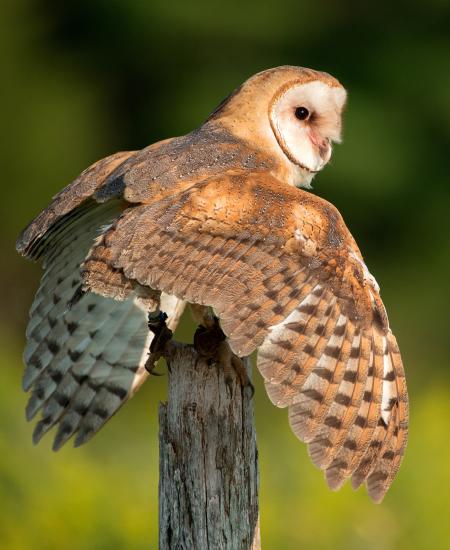 Common Barn Owl