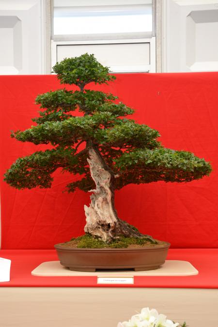 Common hawthorn bonsai with shari
