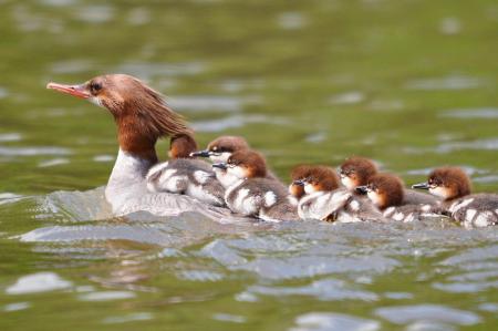 Merganser Ducks Swimming