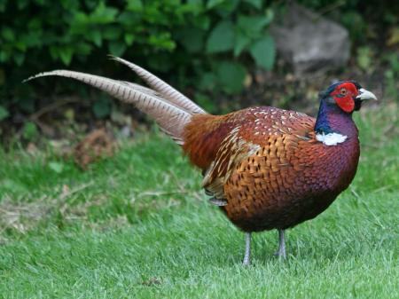 Common Pheasant