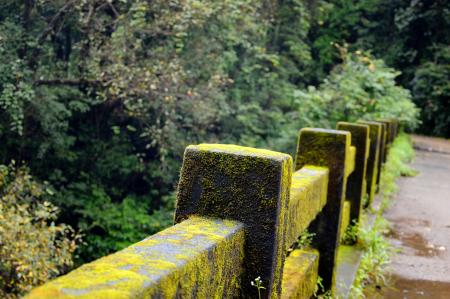 Concrete Fence With Green Moss Near Green Tree