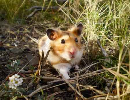 Cookie the wild hamster!