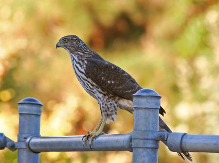 Coopers Hawk