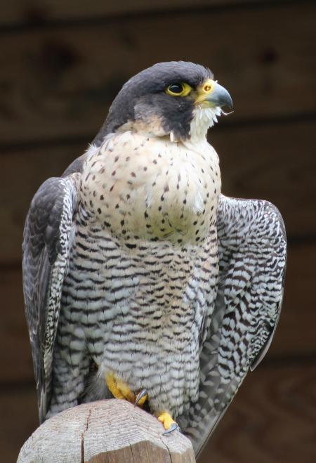 Coopers Hawk