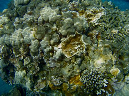 Coral Reef - Hawaii