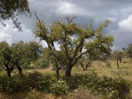 Cork Oak