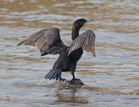 CORMORANT, NEOTROPIC (4-30-11) patagonia lake, scc, az -01