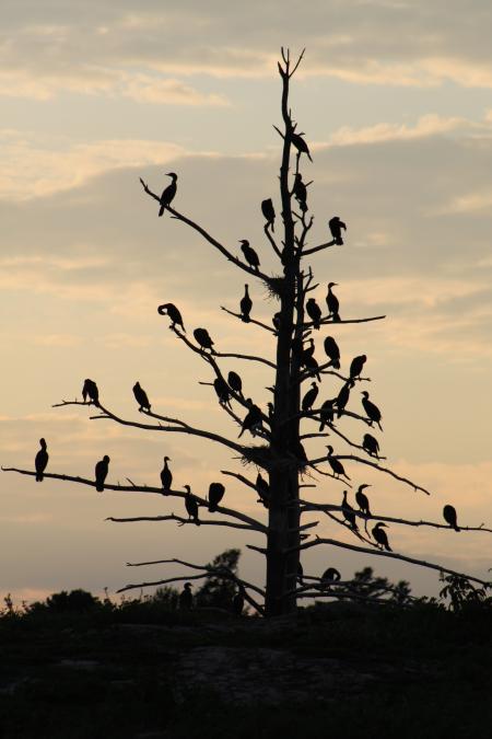 Cormorants Birds