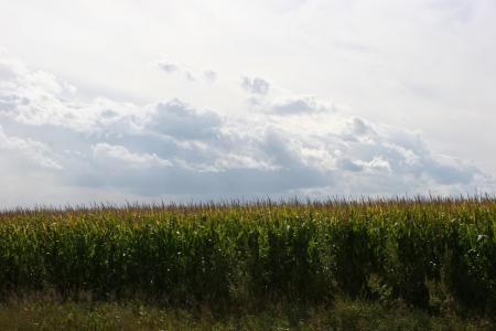 Corn Field