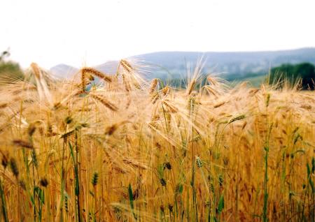 Corn Field near Knayton
