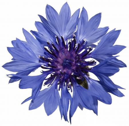 Fresh Cornflower