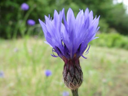 Cornflower in it's majesty