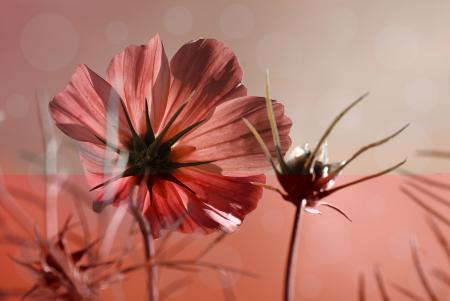 Cosmea