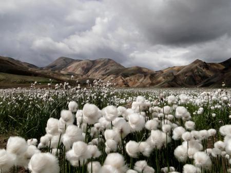 Cotton Grass