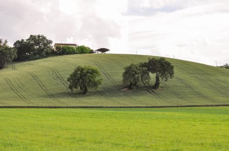Country Life in Tuscany