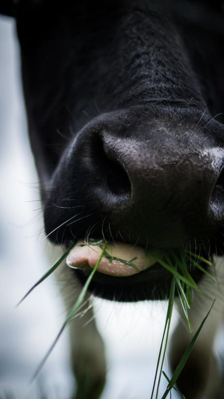 Cow Feeding