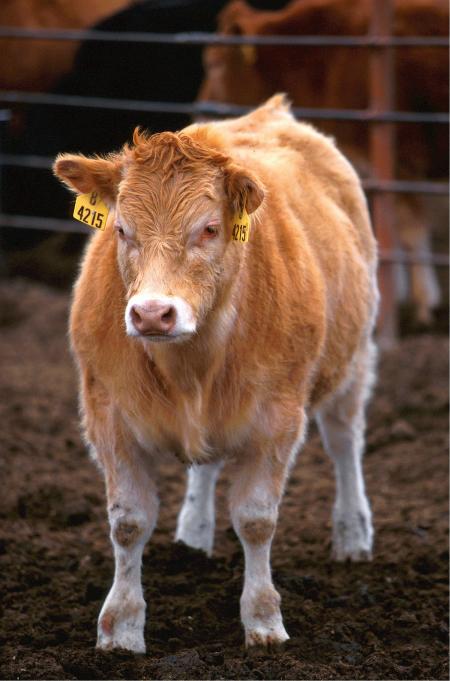 Cow in the Farm