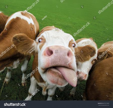 Cow showing tongue