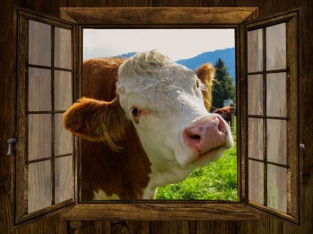 Cow through the Window