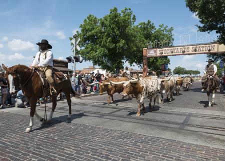 Cowboy Leading Bulls