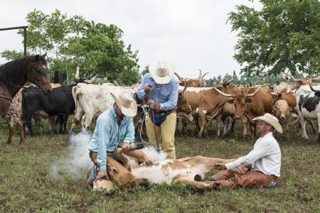 Cowboys in the Farm