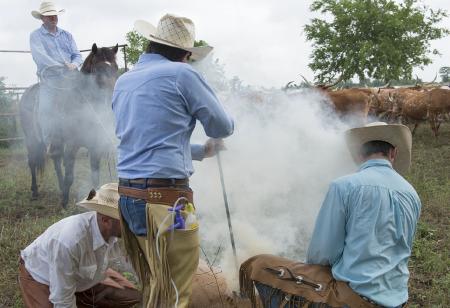 Cowboys in the Farm