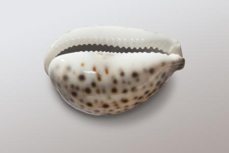 Cowrie Shell