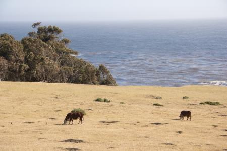 Cows @ Big Sur, CA #1