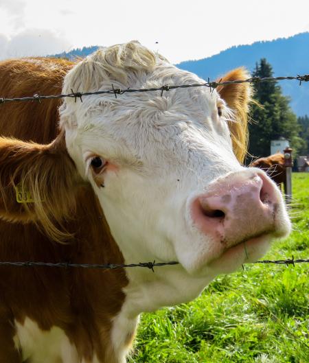 Cows in the Farm