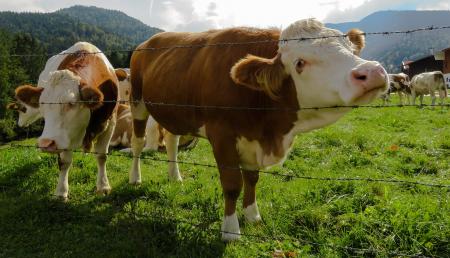 Cows in the Farm