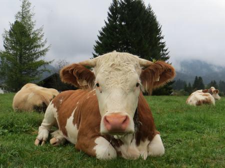 Cows in the Farm