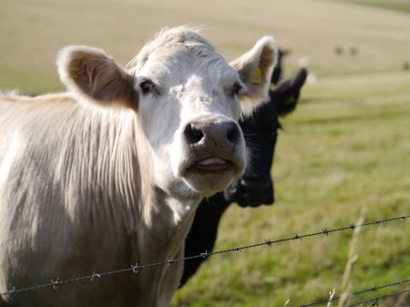 Cows in the Farm