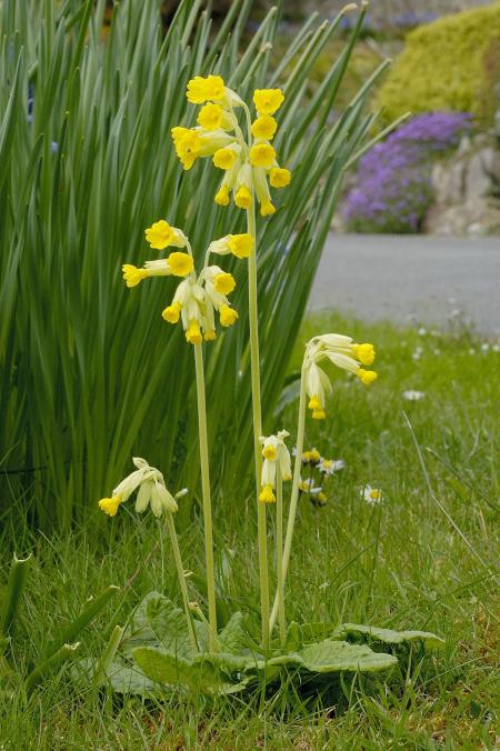 Cowslip