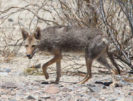 COYOTE (Canis latrans) (5-22-13) death valley area, ca (1)