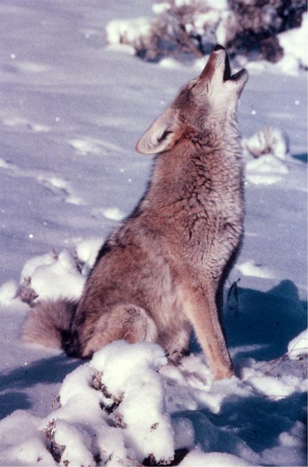 Coyote Howling