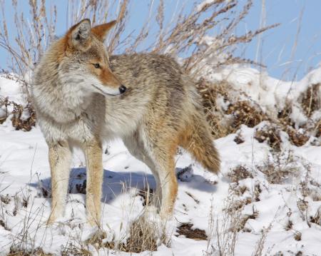 Coyote in Winter